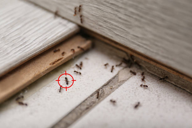 Best Exterminator Services  in Niwot, CO