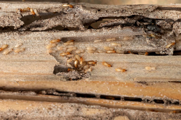Best Spider Control Near Me  in Niwot, CO